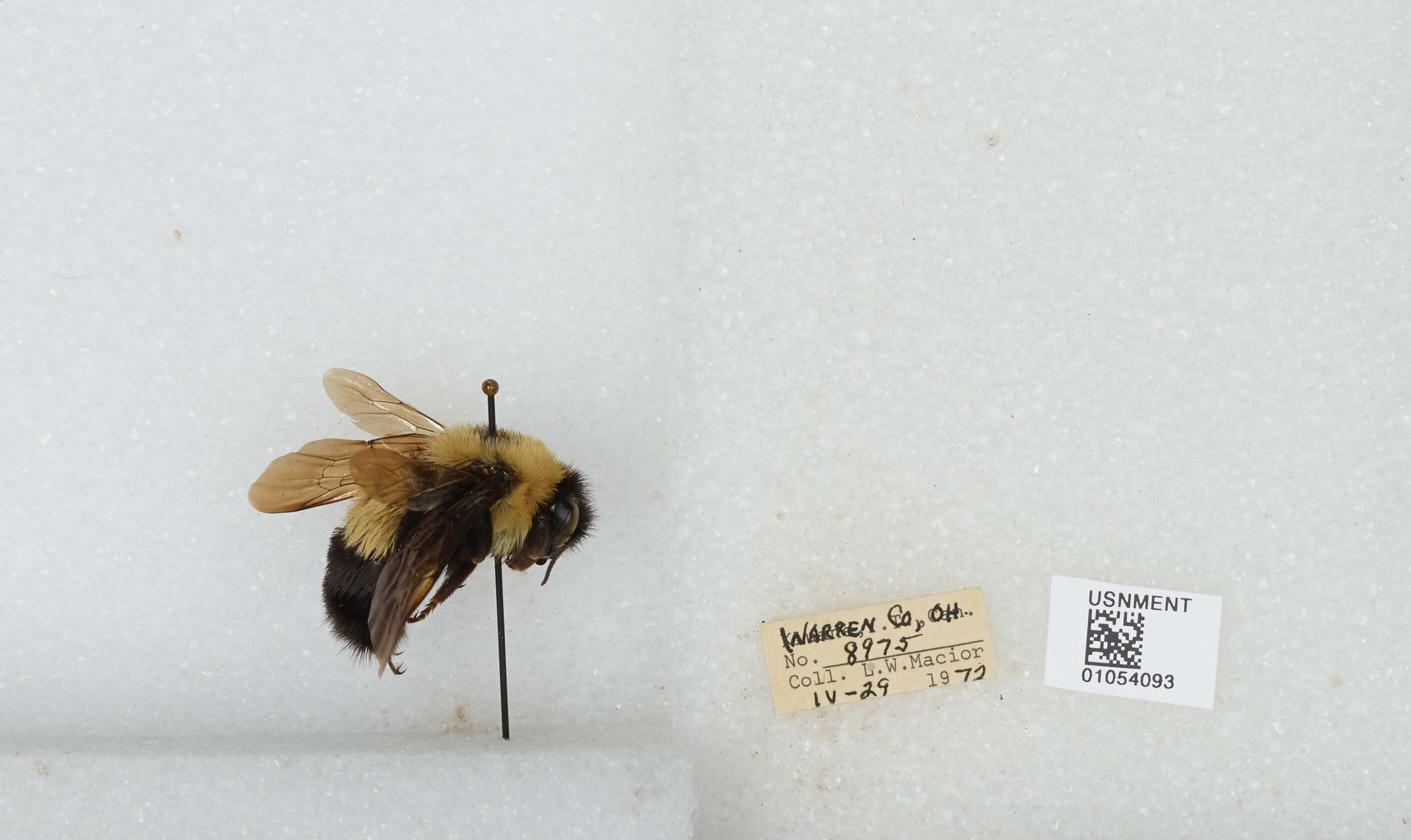 Слика од Bombus affinis Cresson 1864