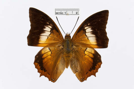 Imagem de Charaxes bernardus Fabricius 1793