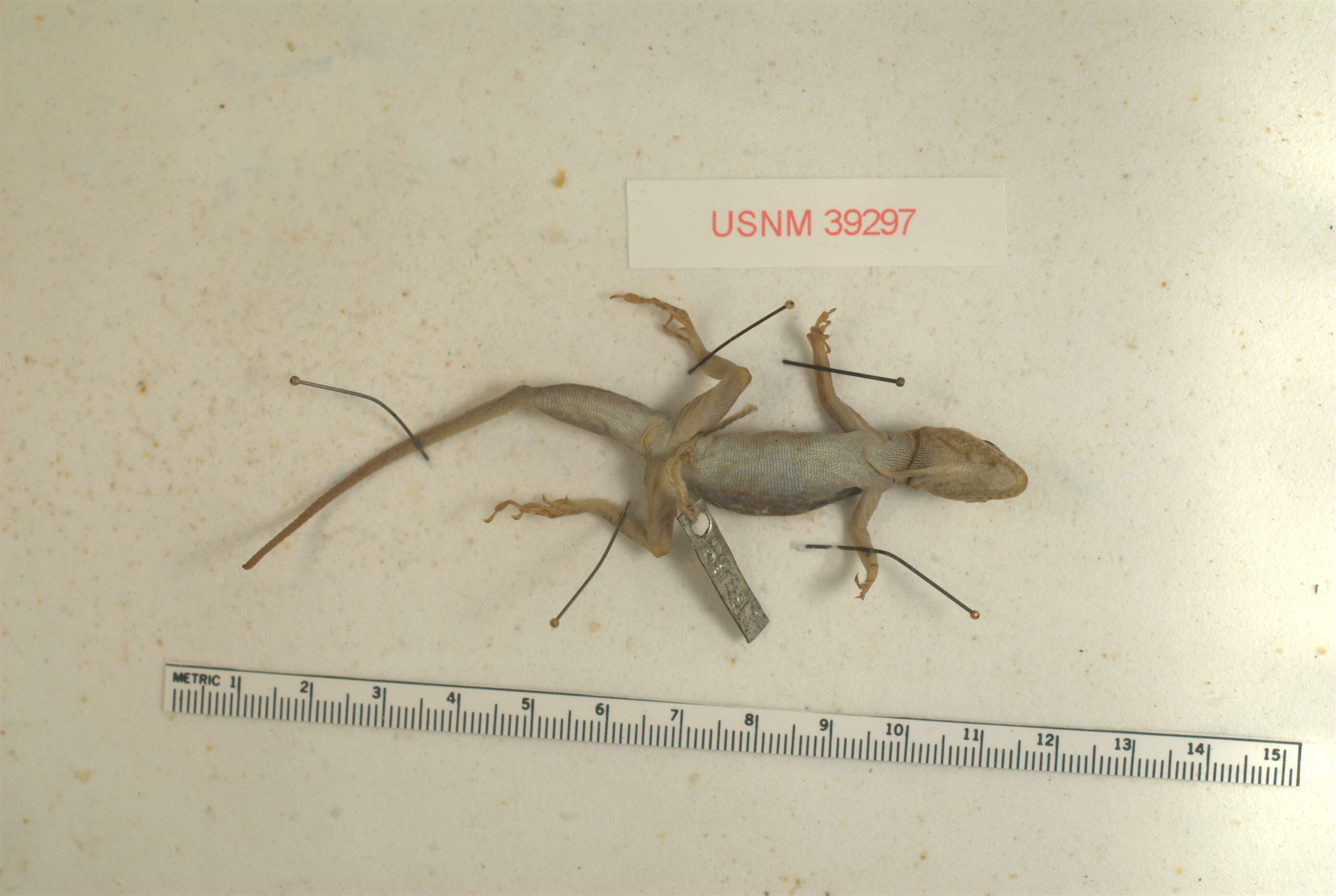 Anolis luciae Garman 1887的圖片