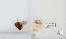 Слика од Bombus affinis Cresson 1864