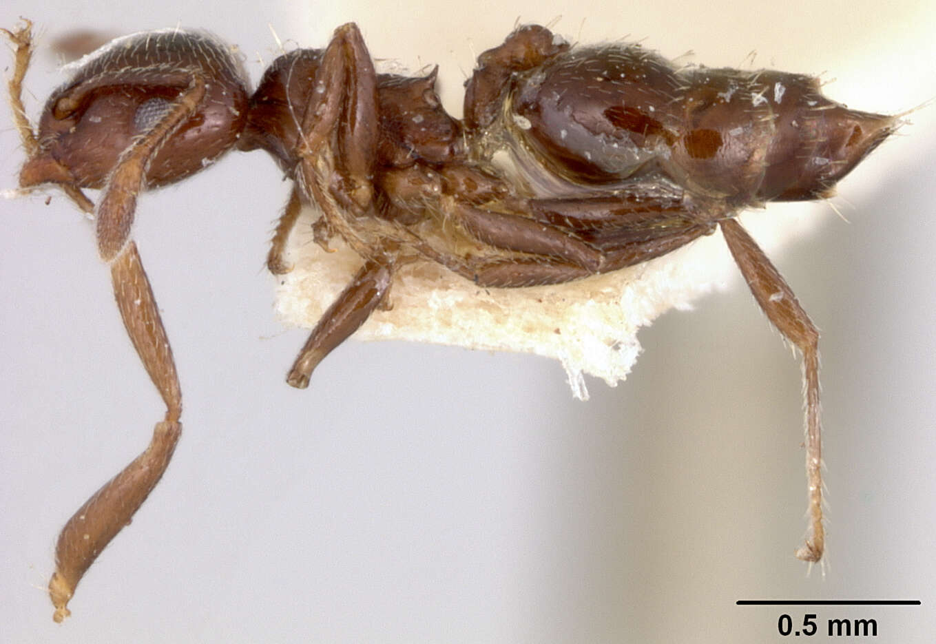 Image of Crematogaster brevispinosa striatinota Forel 1912