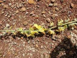 Image of Crotalaria perrottetii DC.