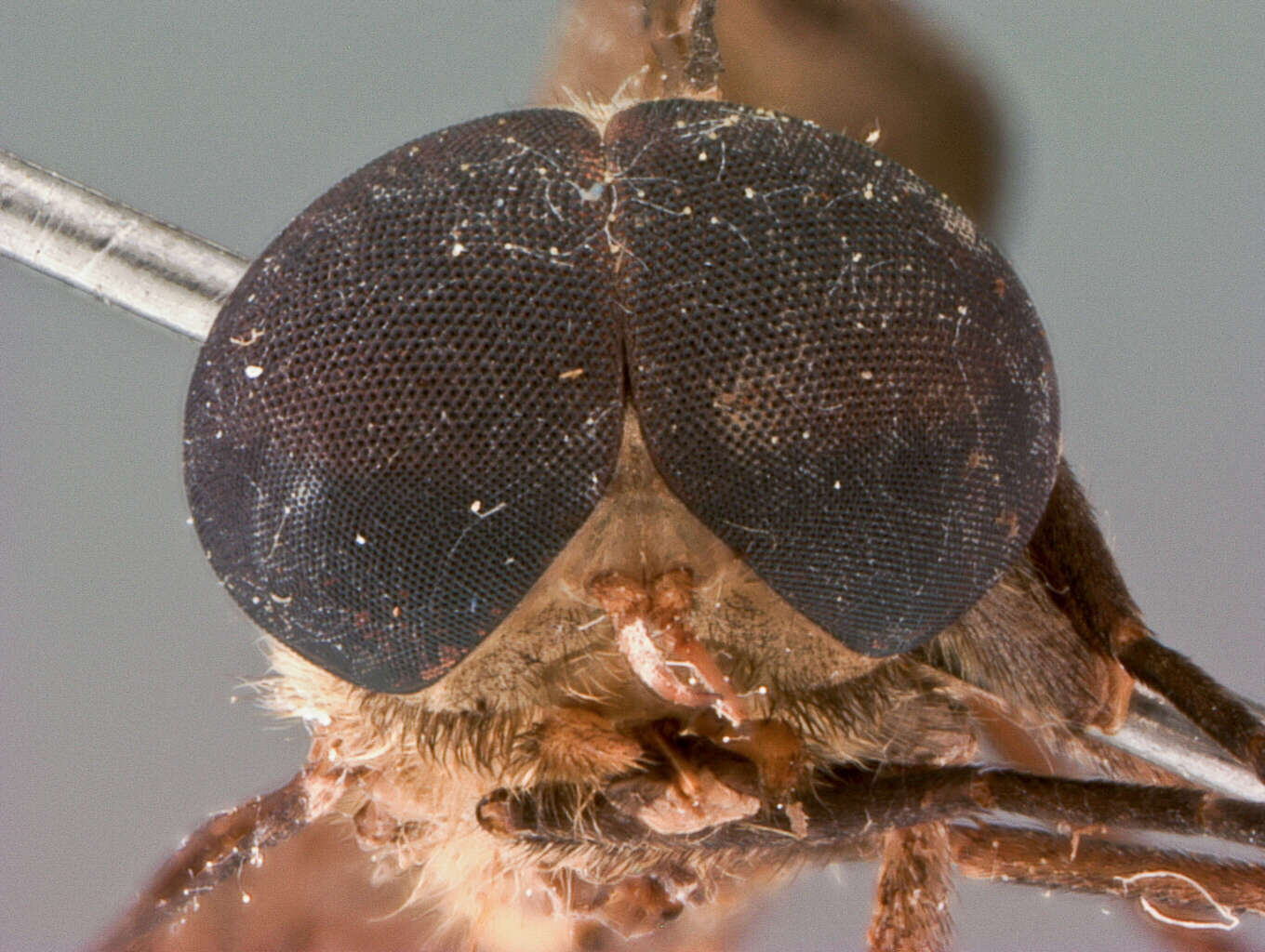 Image of Cydistomyia pilipennis Burger 1982