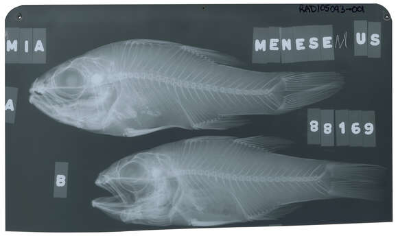 Pristiapogon taeniopterus (Bennett 1836) resmi