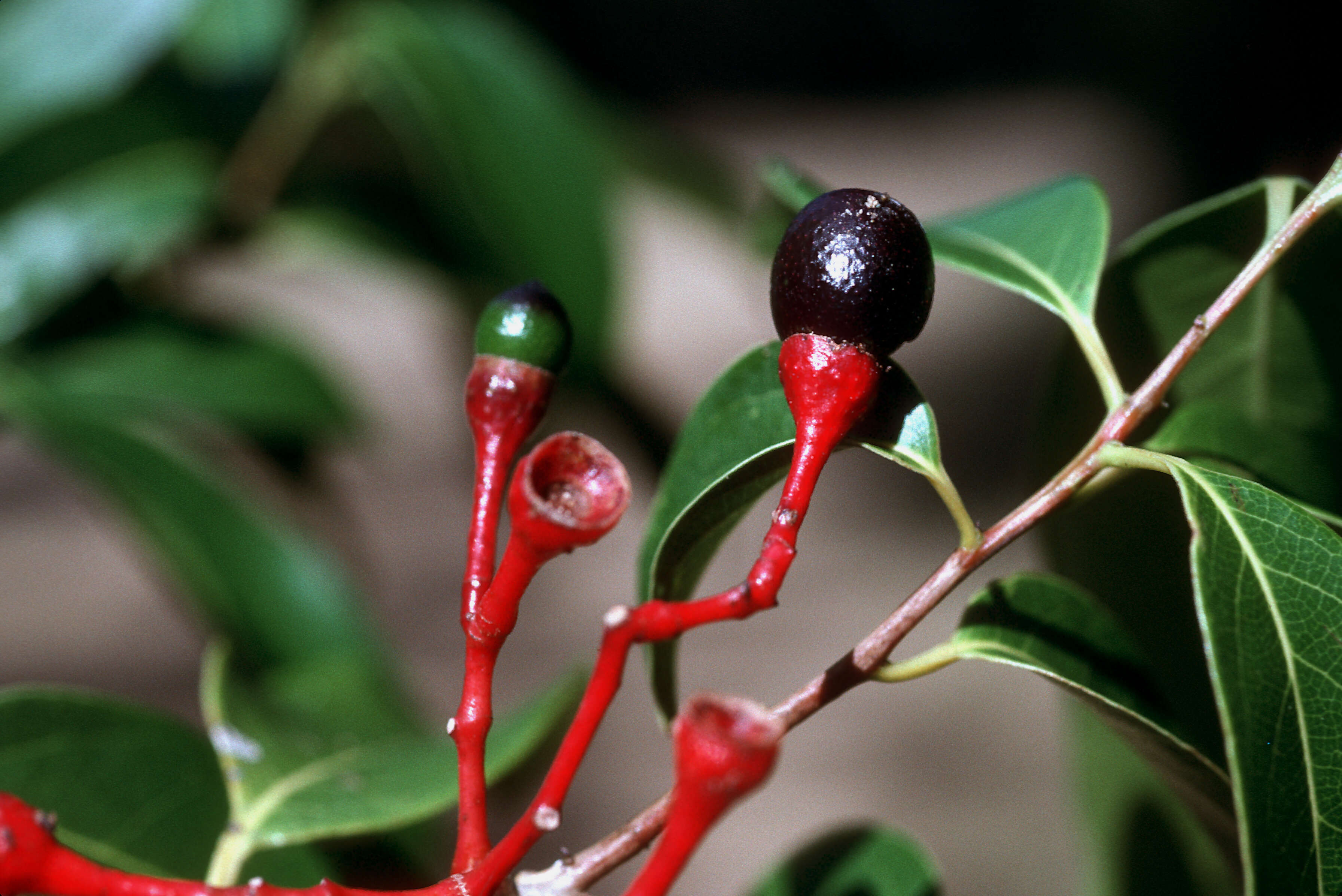 Sivun Nectandra coriacea (Sw.) Griseb. kuva