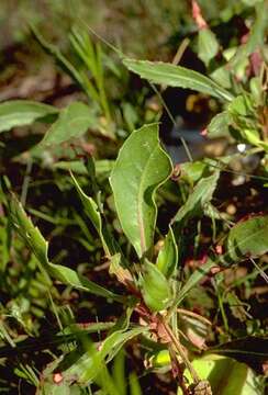 Image of Oklahoma evening primrose