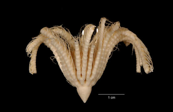 Слика од Promachocrinus vanhoffenianus Minckert 1905