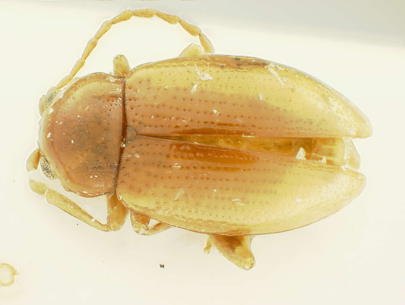 Image of Neocrepidodera konstantinovi Baselga