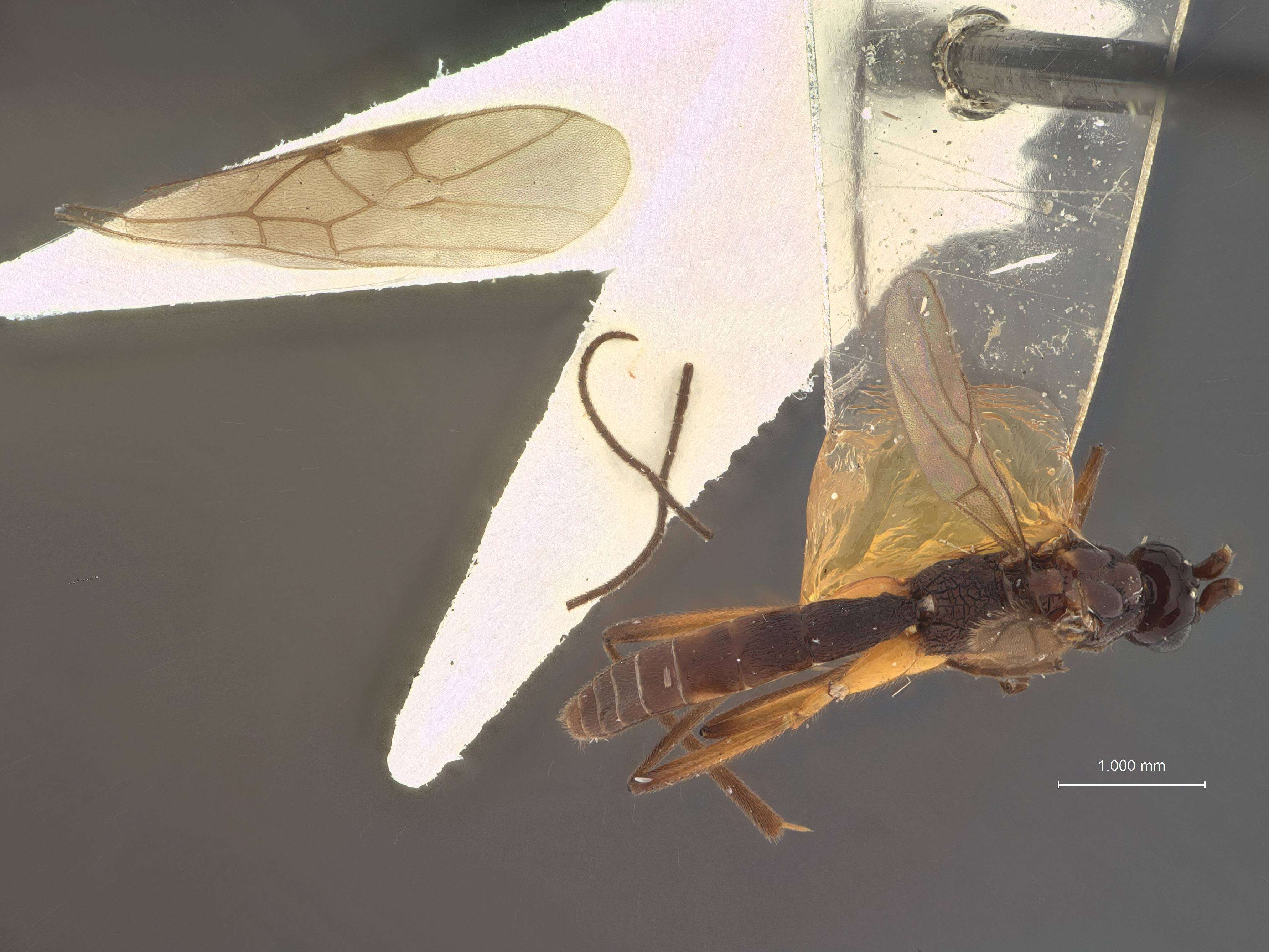 Image of Macrocentrus infumatus Muesebeck 1938