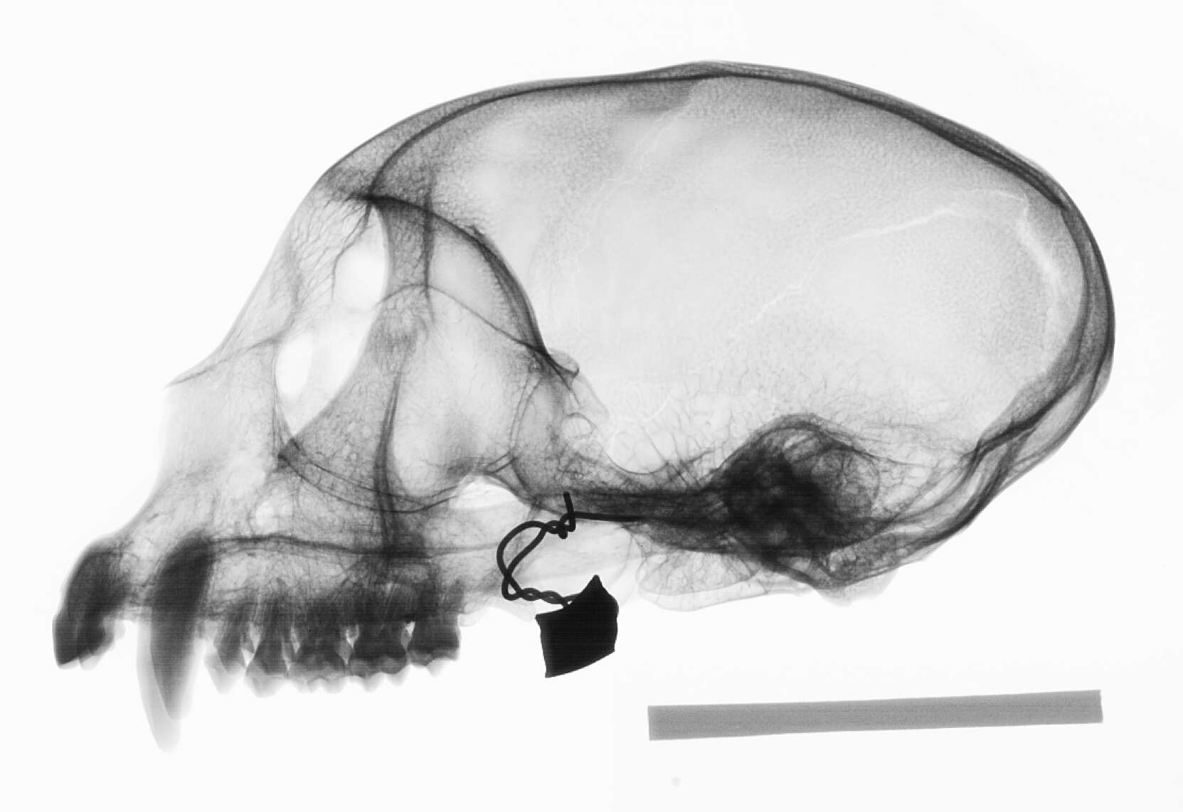 Plancia ëd Cercopithecus cephus cephodes Pocock 1907