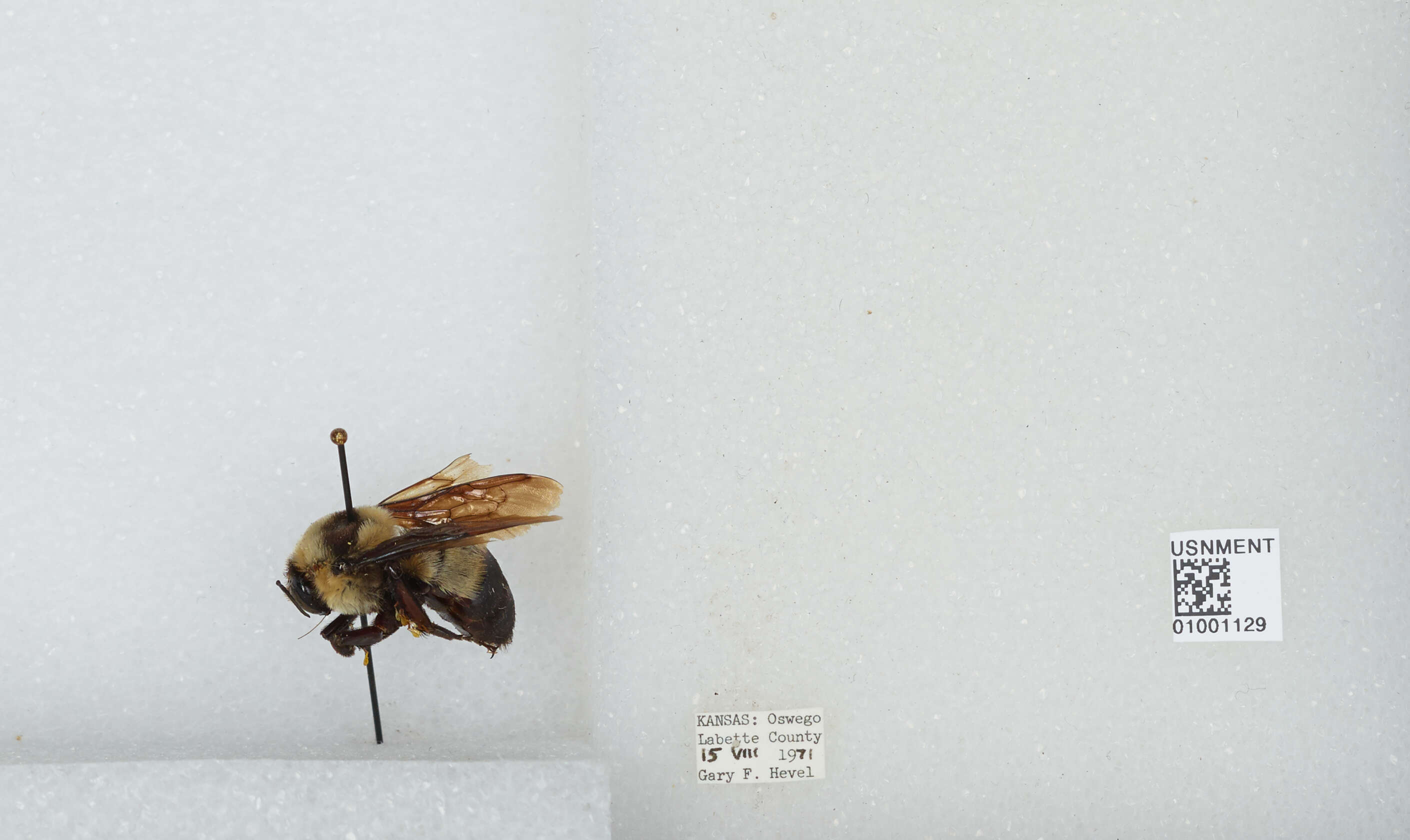 Слика од Bombus fraternus (Smith 1854)