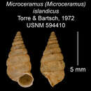 Imagem de Microceramus islandicus C. Torre & Bartsch 2008