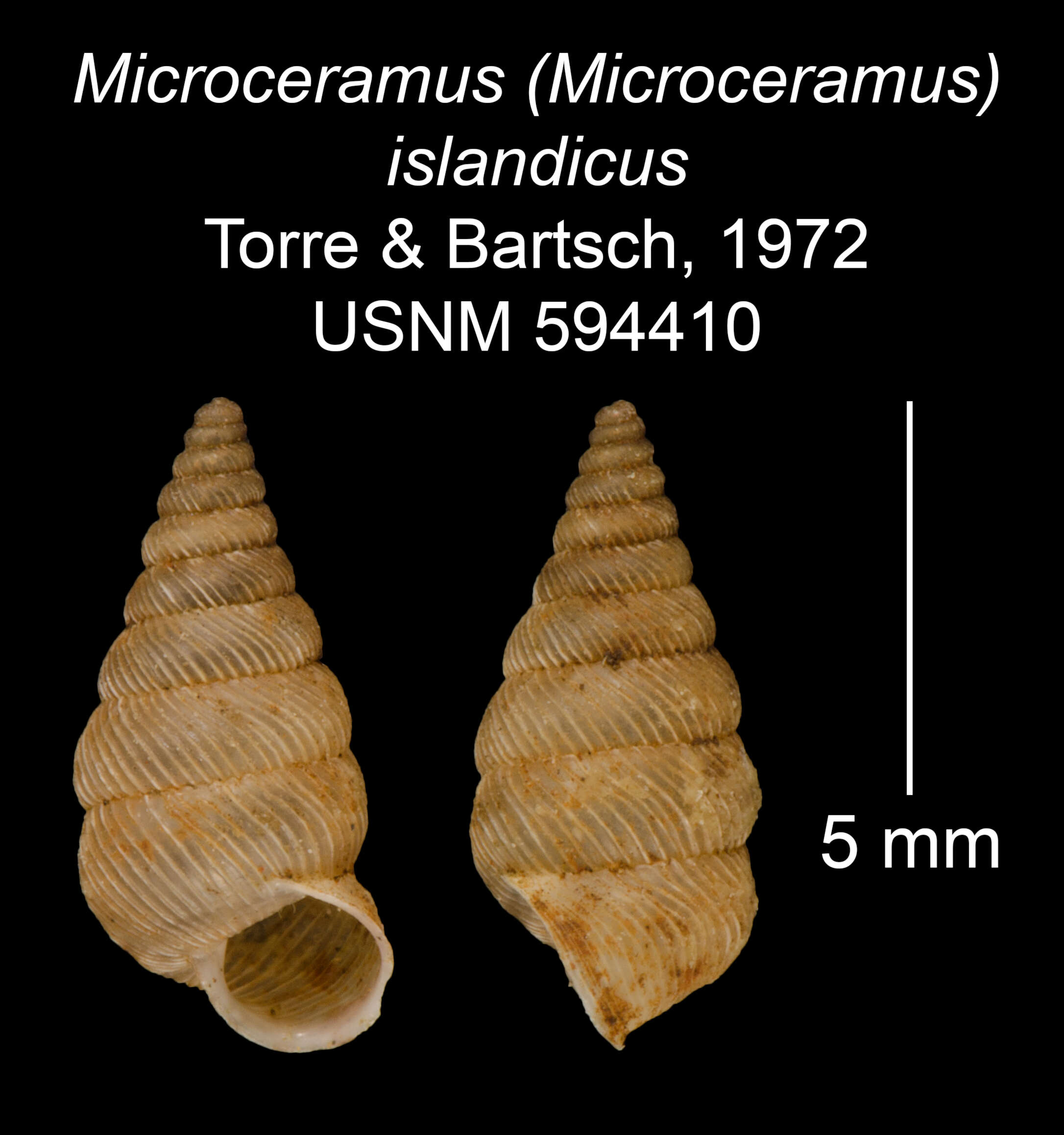 Imagem de Microceramus islandicus C. Torre & Bartsch 2008