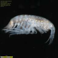 Image of Amphipoda