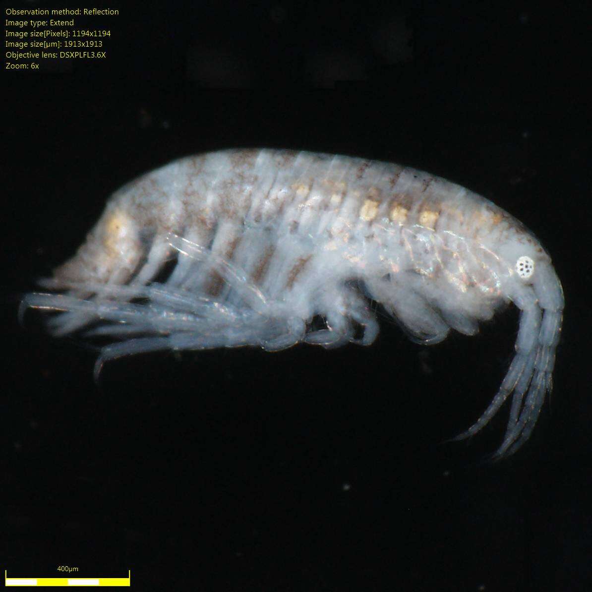 Image of Amphipoda