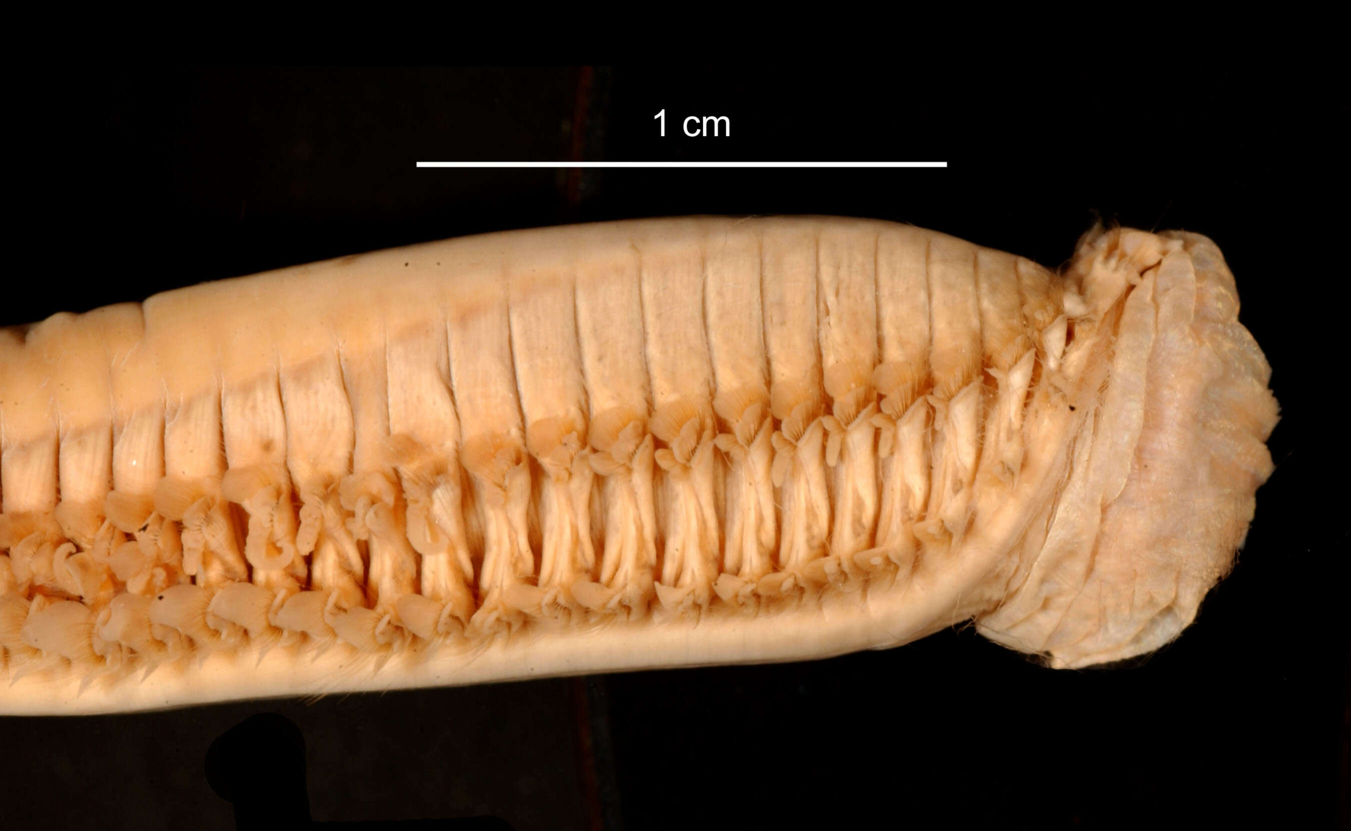 Aglaophamus ornatus Hartman 1967 resmi