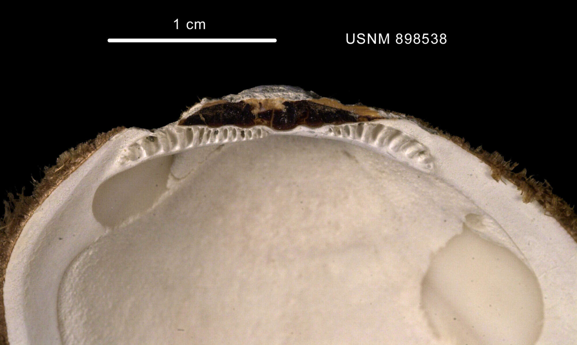 Image de Limopsis marionensis E. A. Smith 1885