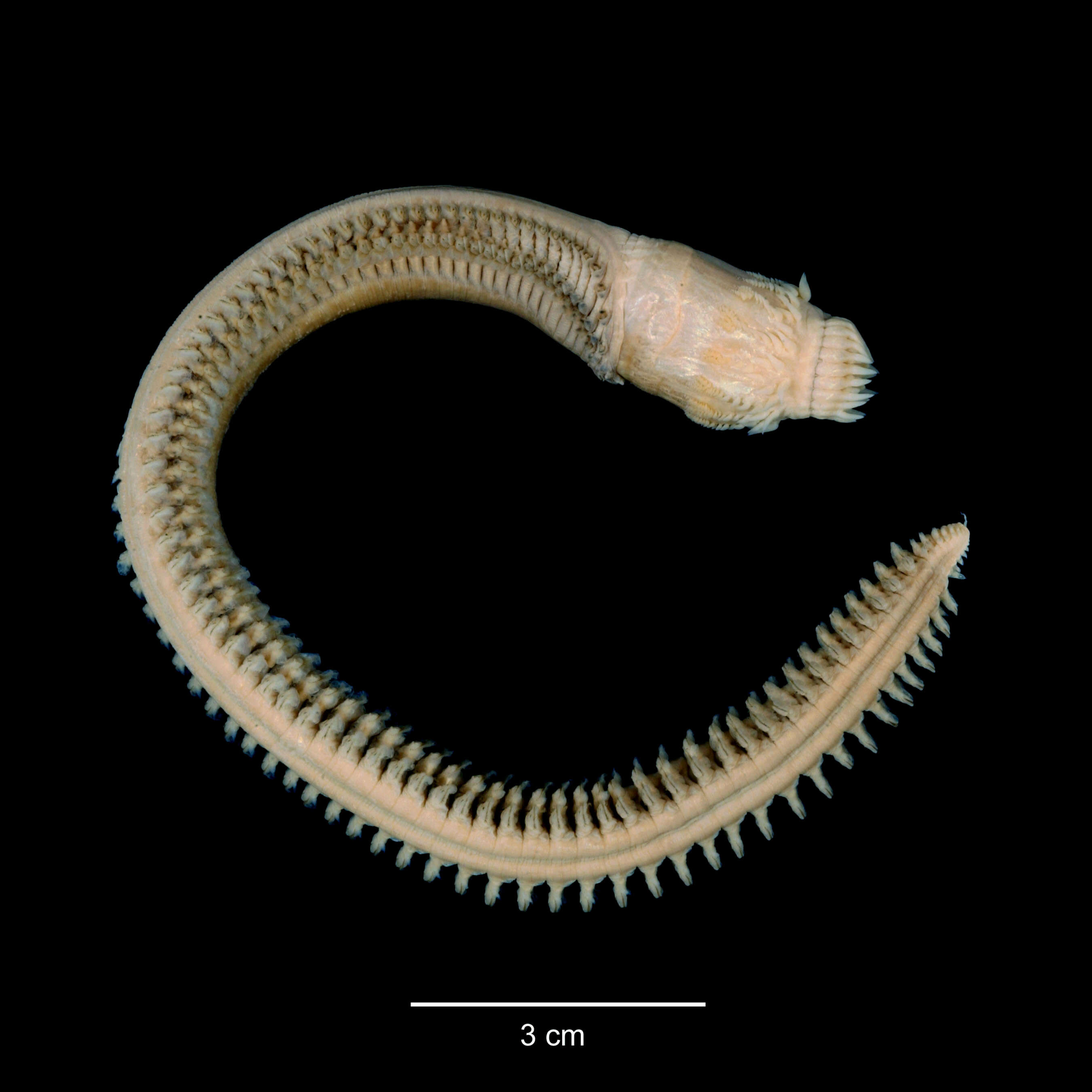 Aglaophamus ornatus Hartman 1967 resmi