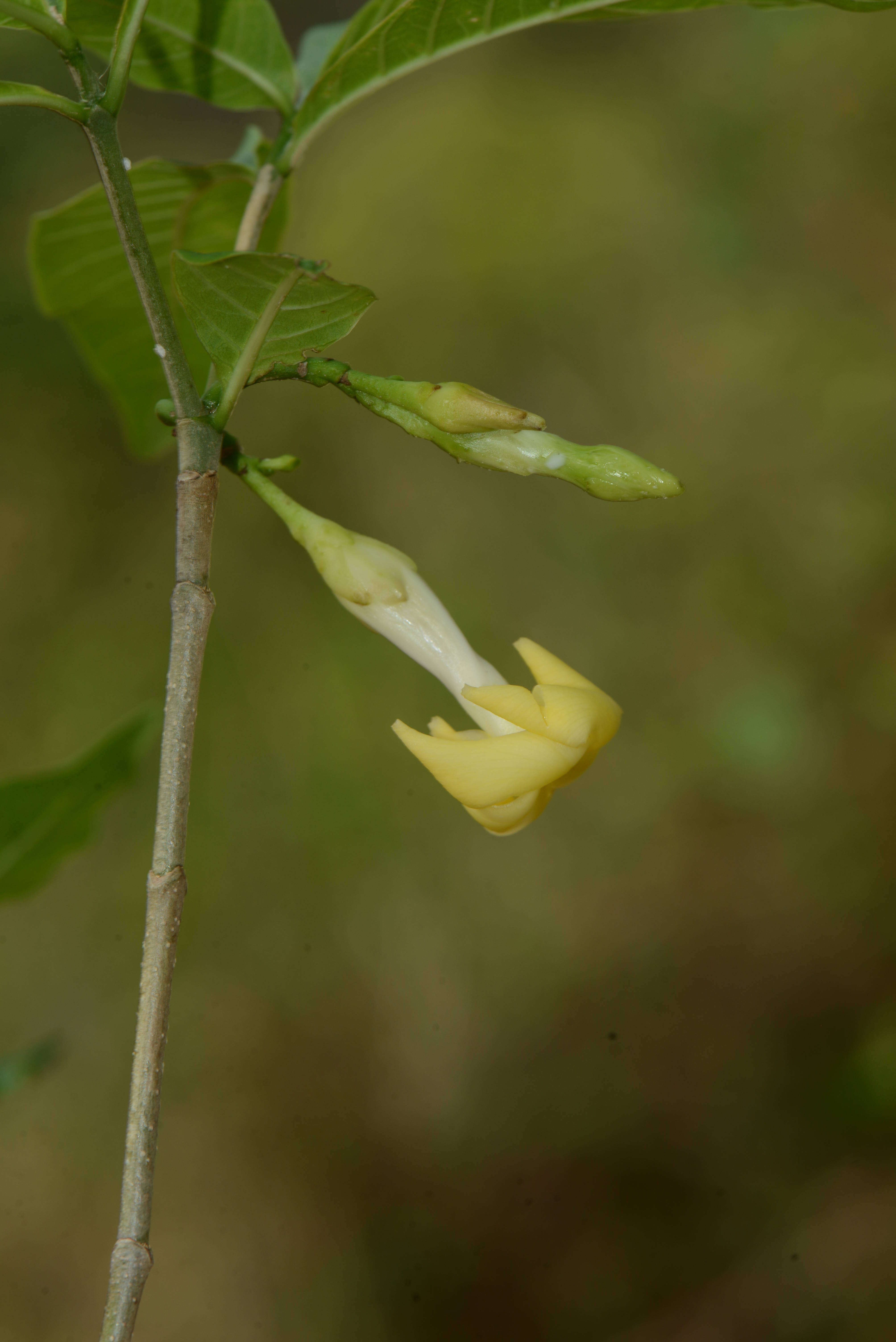 Слика од Tabernaemontana litoralis Kunth