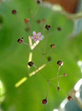 Image of Fame Flower