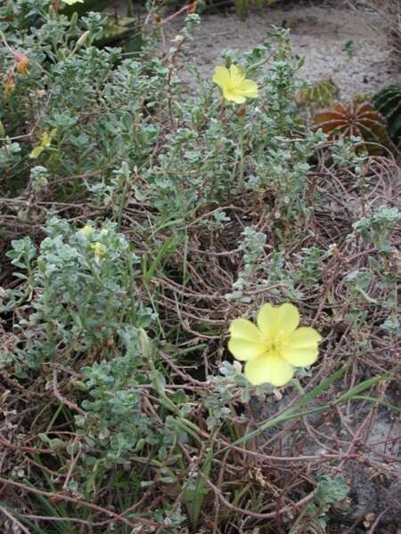 Oenothera drummondii subsp. thalassaphila (Brandegee) W. Dietrich & W. L. Wagner resmi