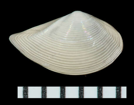 Image of Concentric Nut Clam