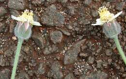 Image de Tridax procumbens L.