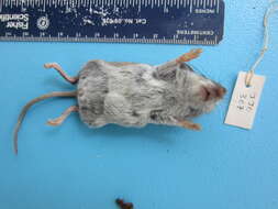 Image of White-footed Deermouse