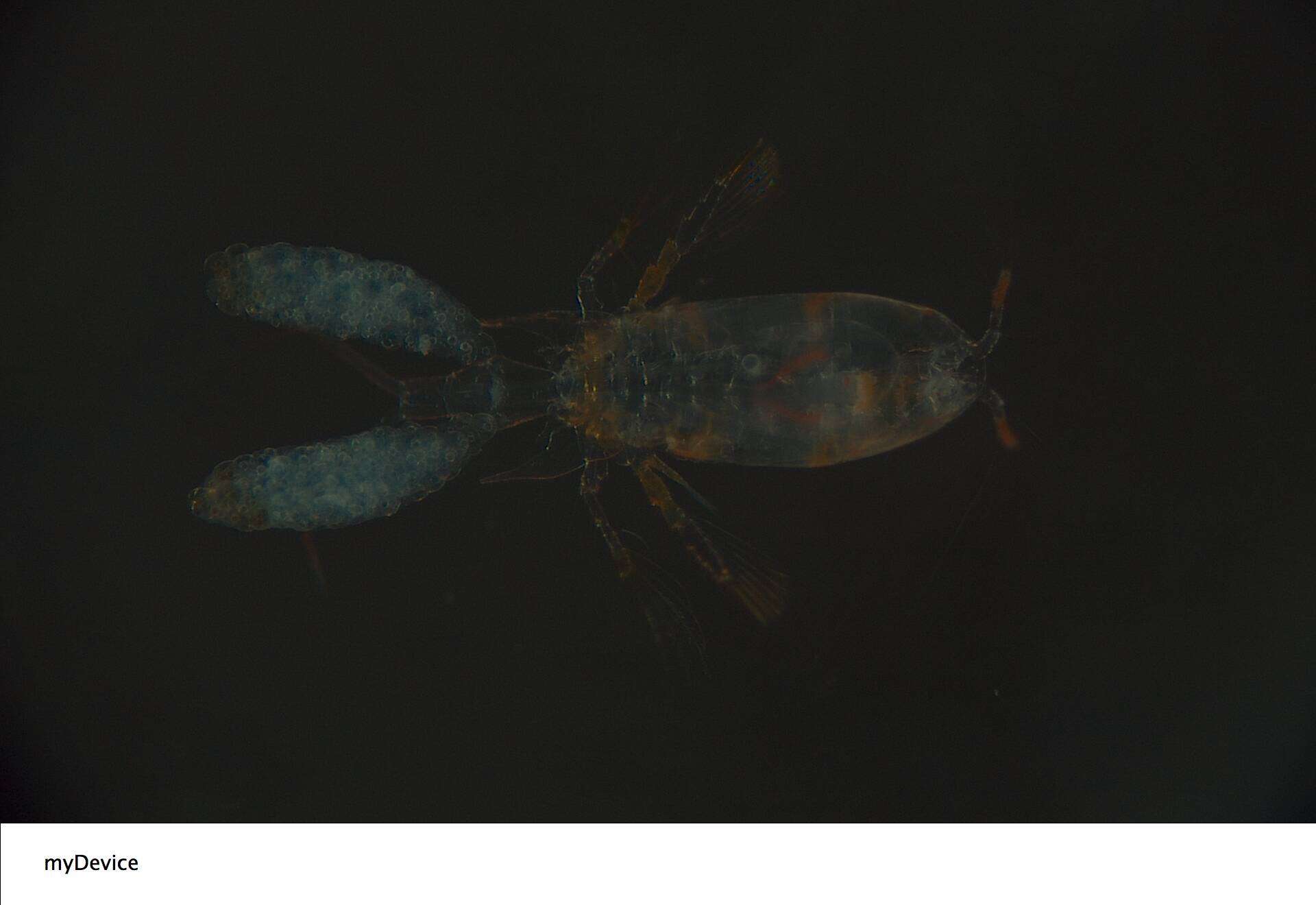 Image of Corycaeidae