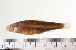 Imagem de Notropis blennius (Girard 1856)