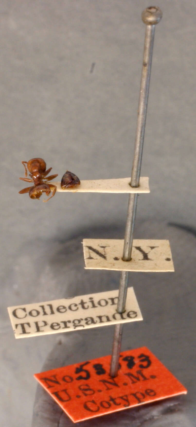 Image of Myrmica Latreille 1804