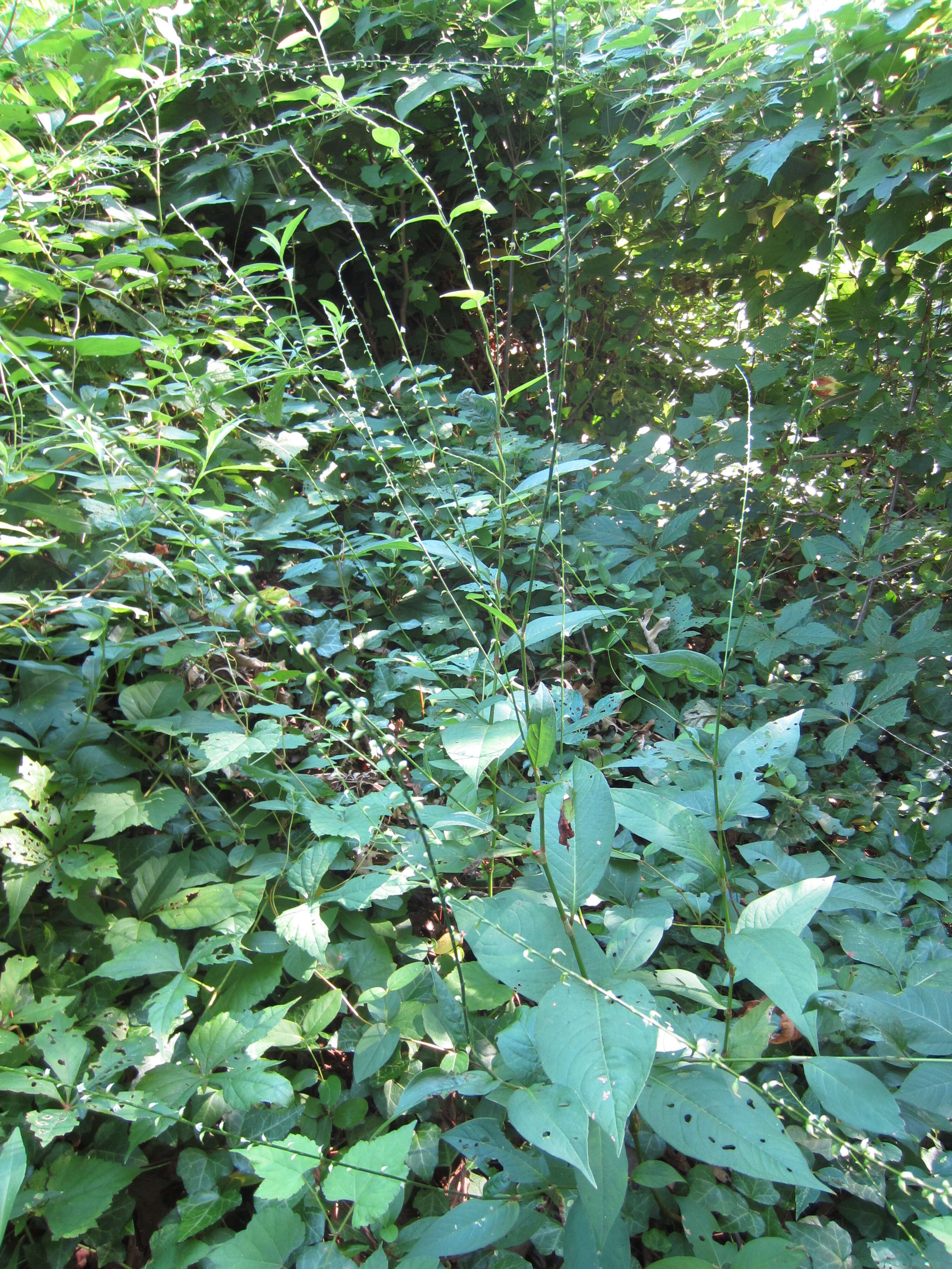 Image de Persicaria virginiana (L.) Gaertner