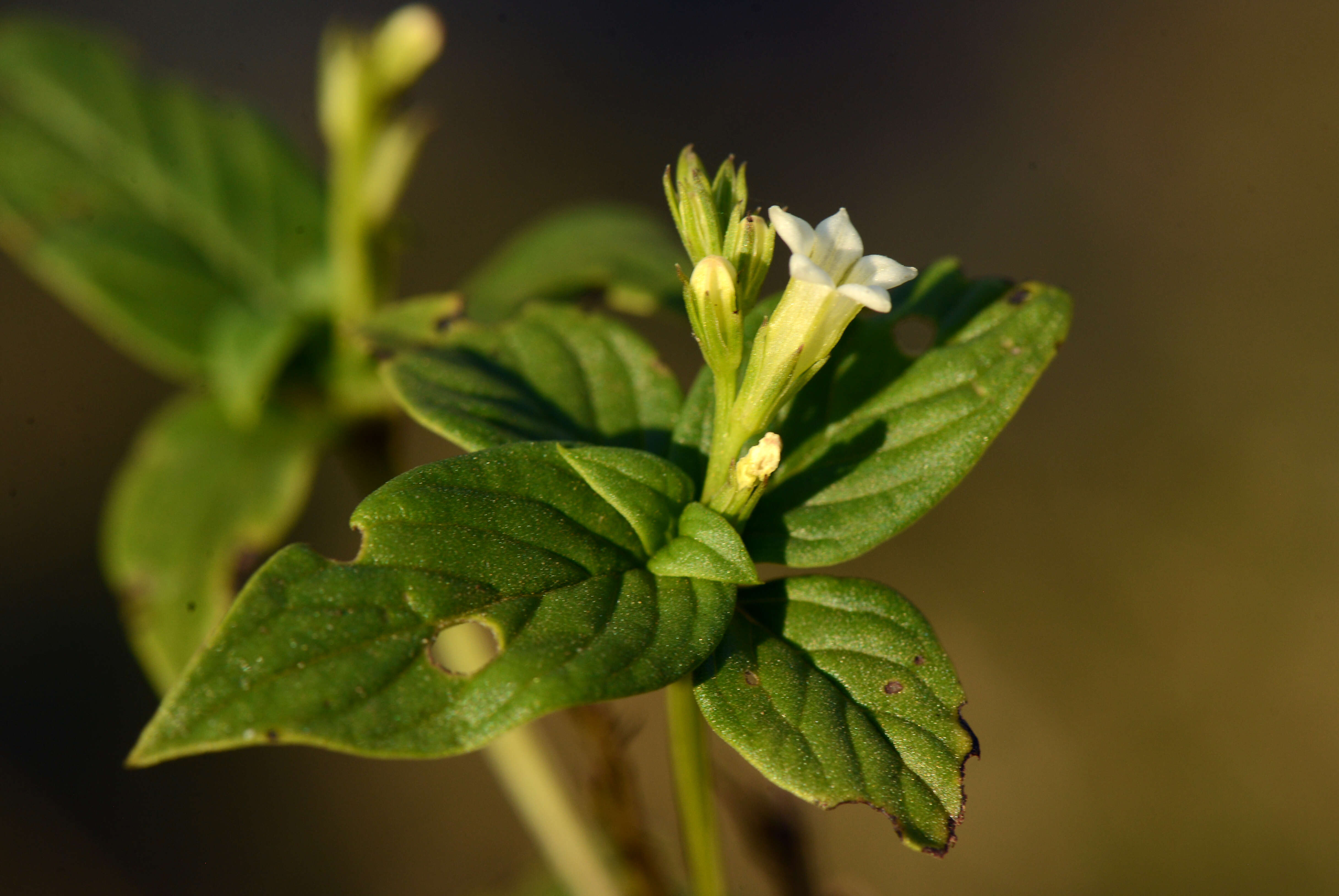 Image de Spigelia scabra Cham. & Schltdl.