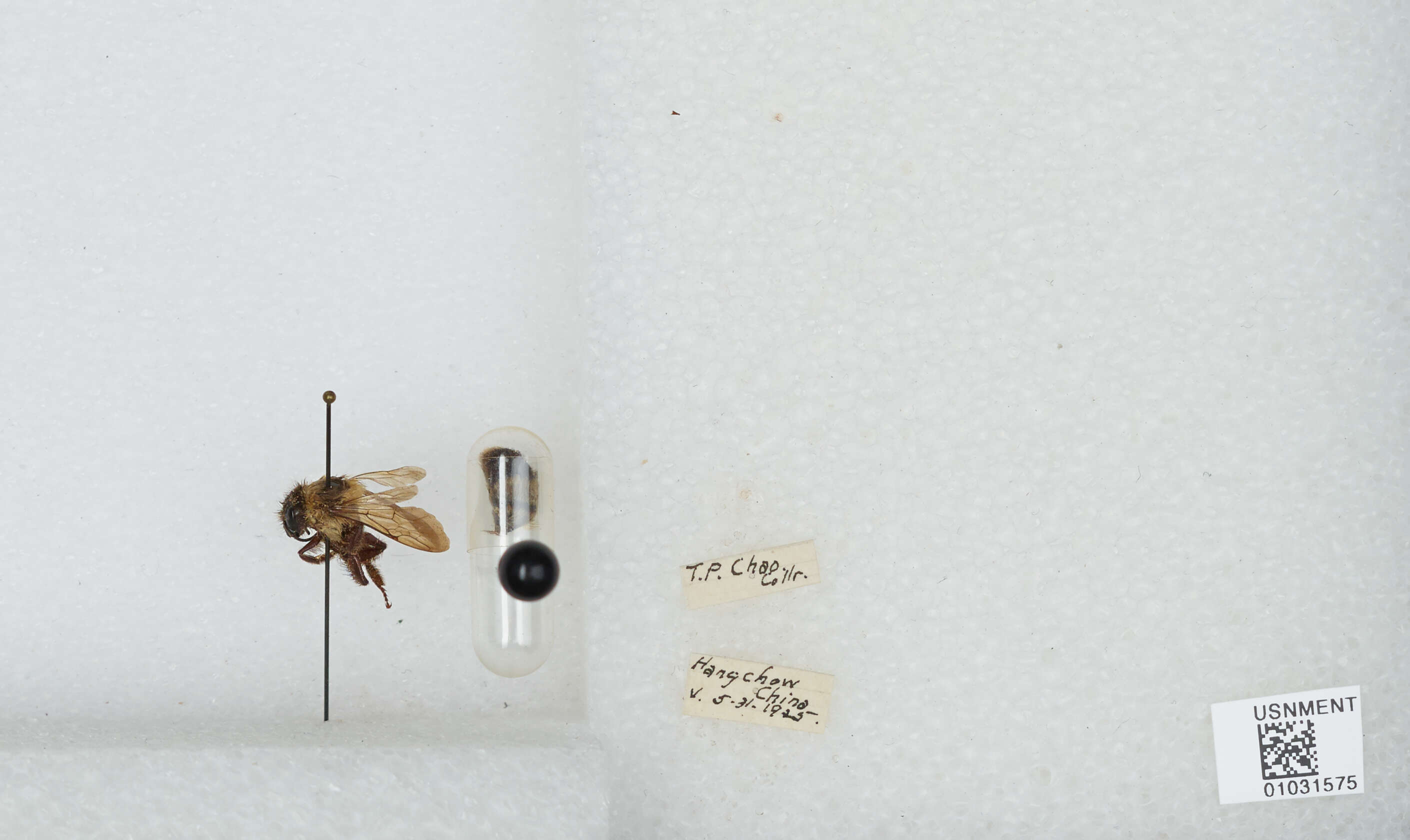 Image of Bombus trifasciatus Smith 1852