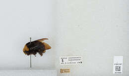 Image of Vosnesensky Bumble Bee