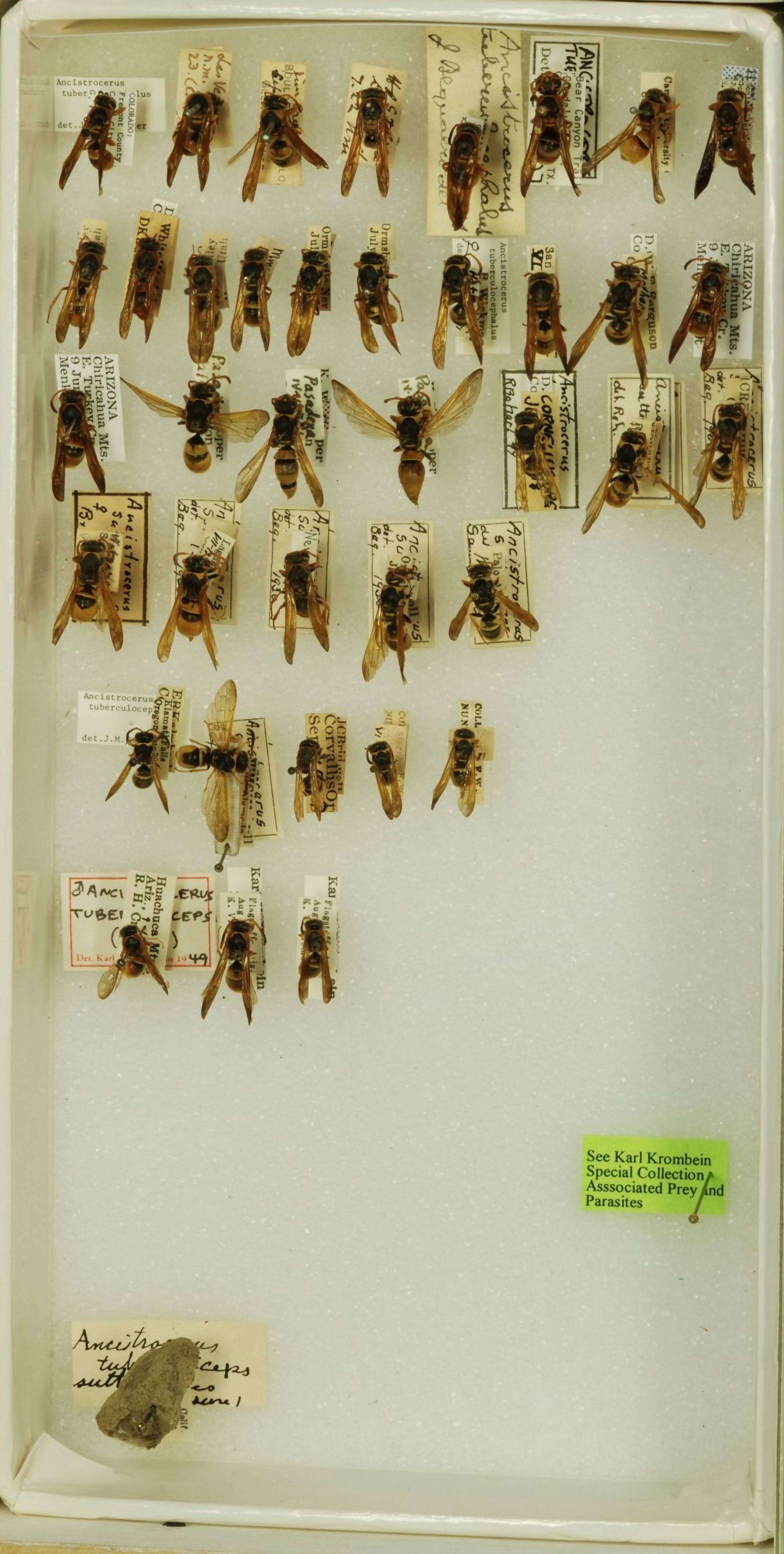 Sivun Ancistrocerus tuberculocephalus (de Saussure 1853) kuva