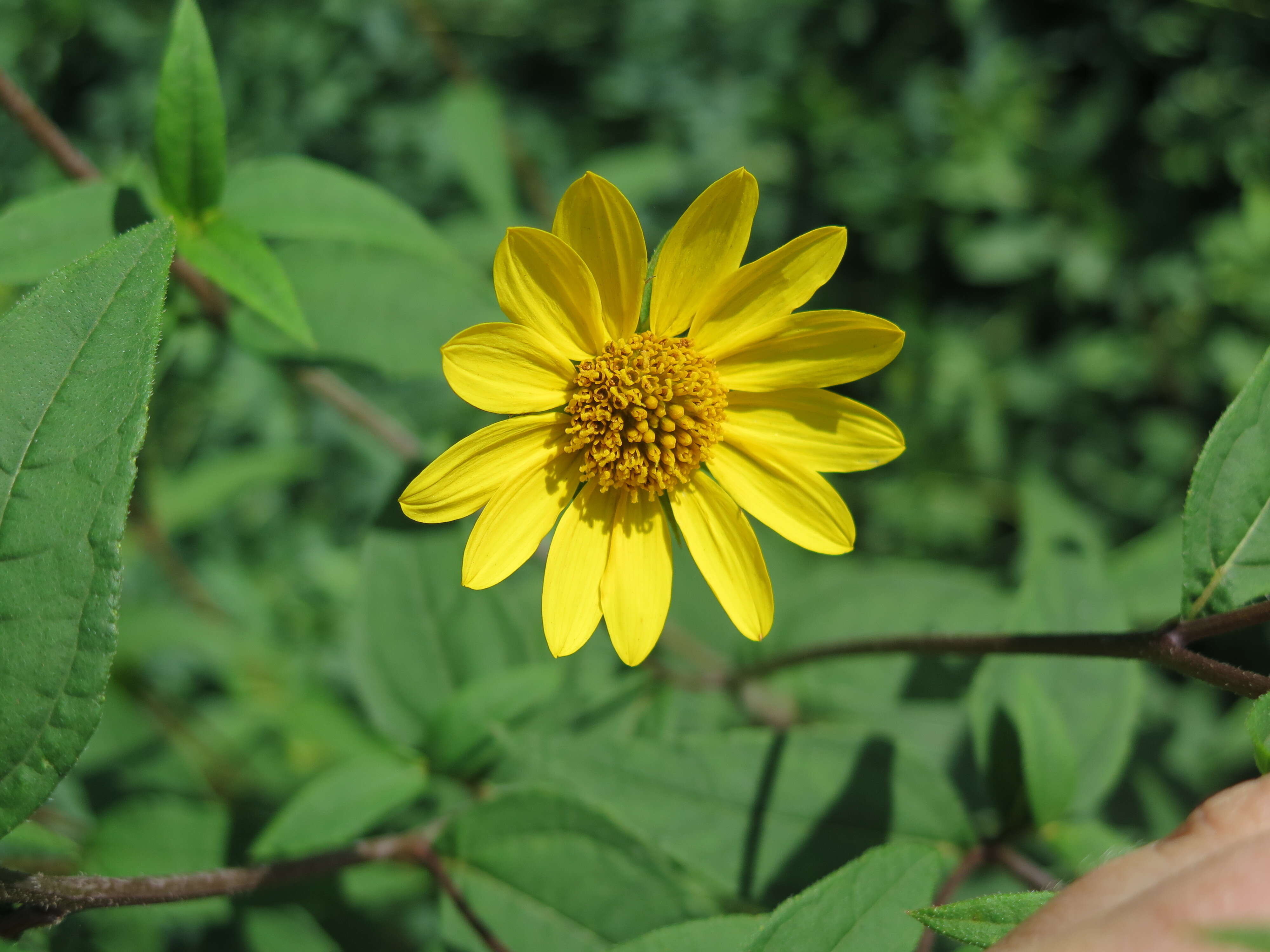 Image de Helianthus microcephalus Torr. & A. Gray