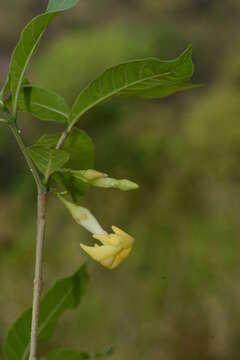 Слика од Tabernaemontana litoralis Kunth