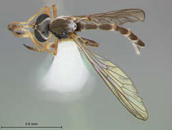 Image of Beameromyia vulgaris Martin 1957