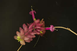 Image of Ipomoea bracteata Cav.