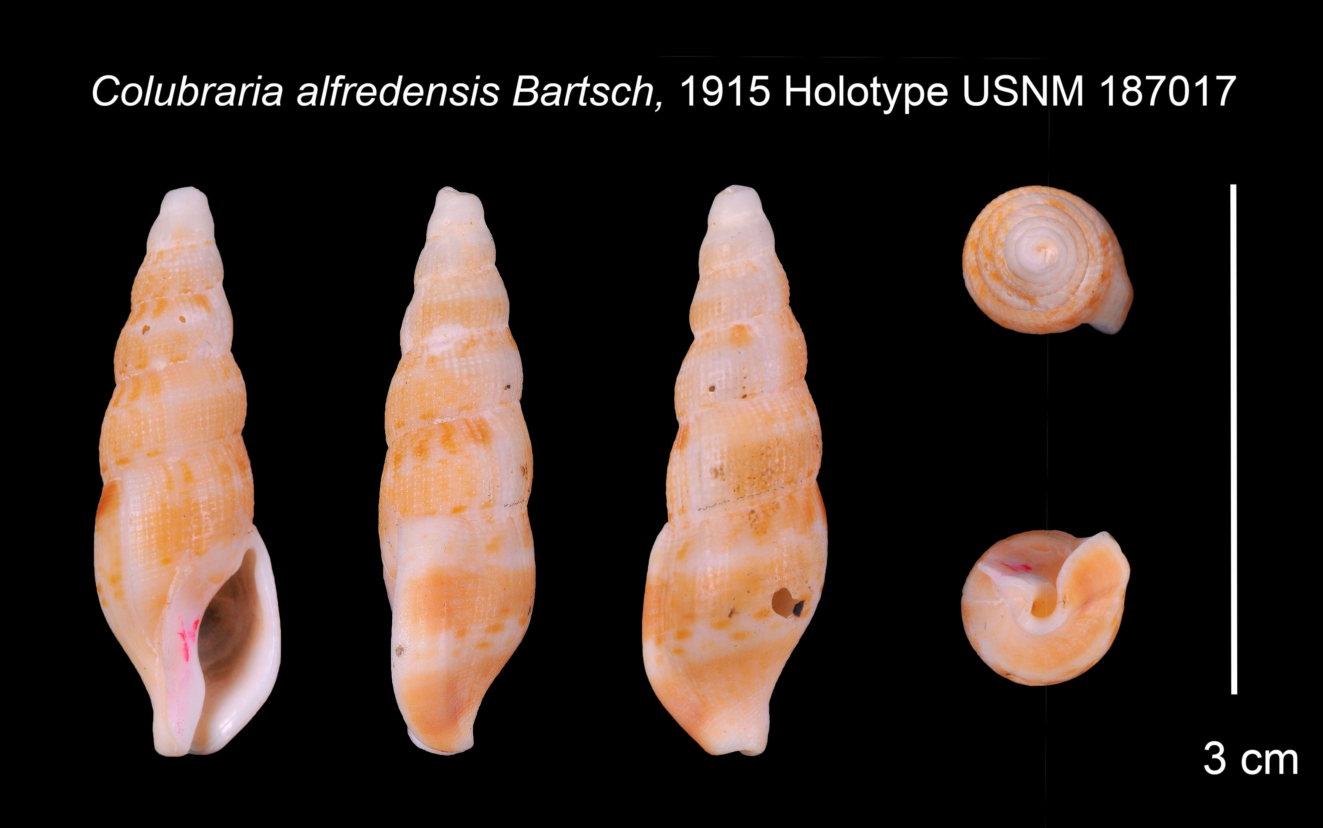 Sivun Cumia alfredensis (Bartsch 1915) kuva