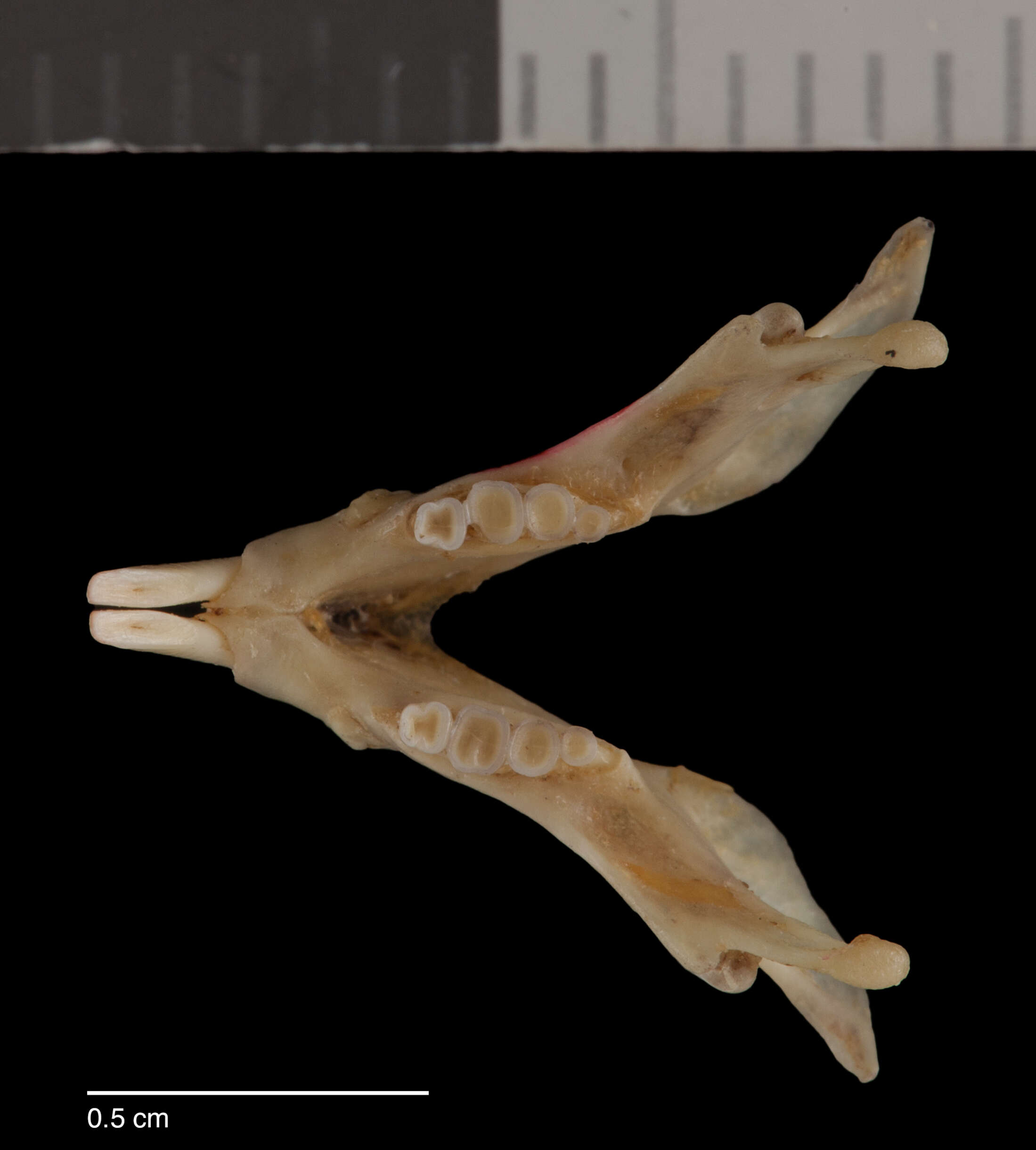 Image of Chaetodipus eremicus eremicus (Mearns 1898)
