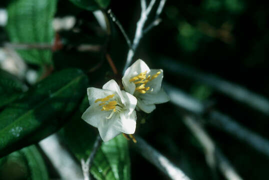 Image of Pachyanthus