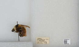 Imagem de Bombus appositus Cresson 1879