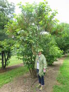 Image of Pterostyrax hispidus Sieb. & Zucc.