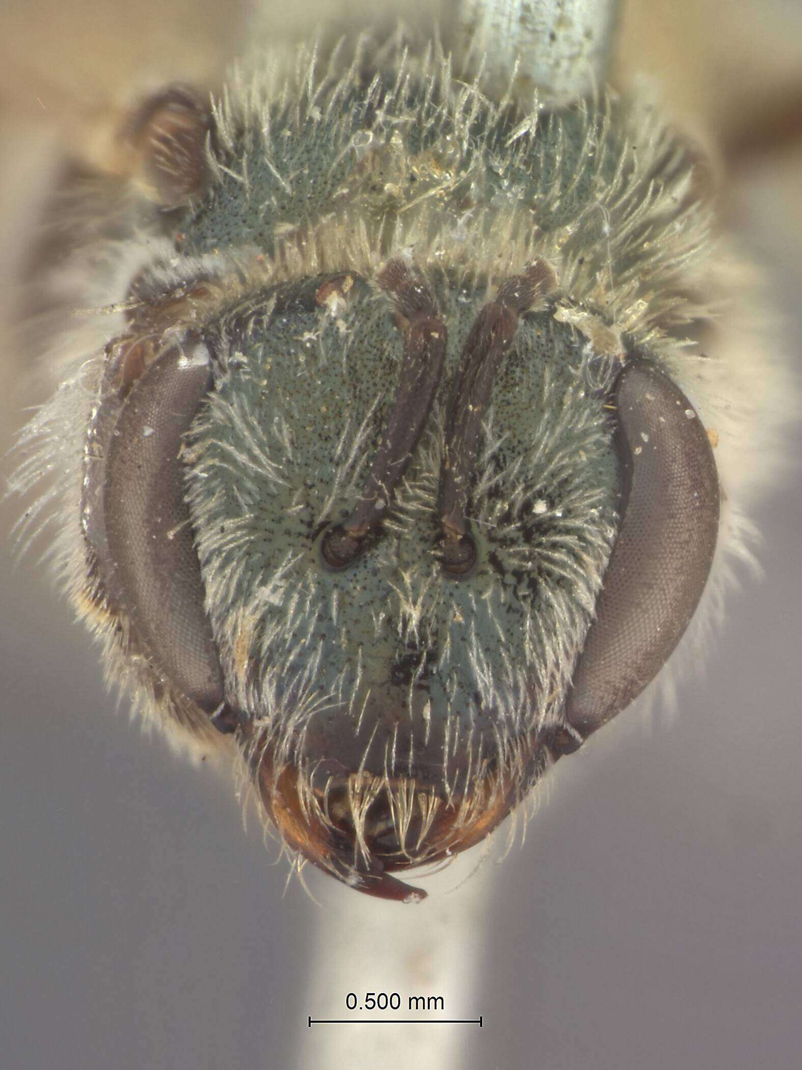 Image of Halictus