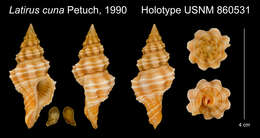 Image de Hemipolygona cuna (Petuch 1990)