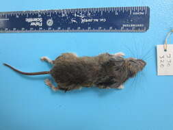 Image of White-footed Deermouse