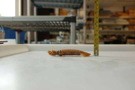 Image of orangeback flying squid