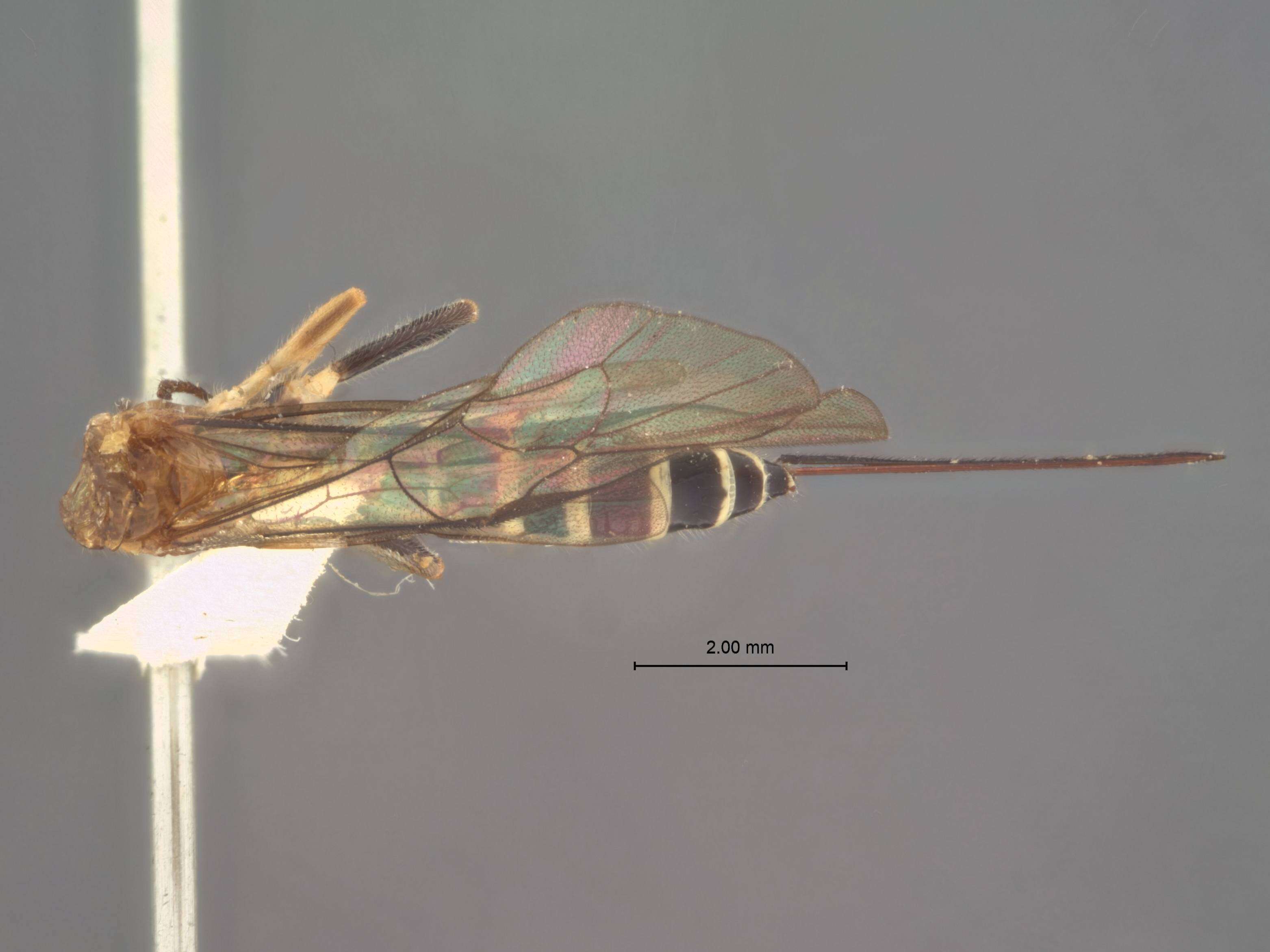 Image of Zonopimpla albicincta Ashmead 1900